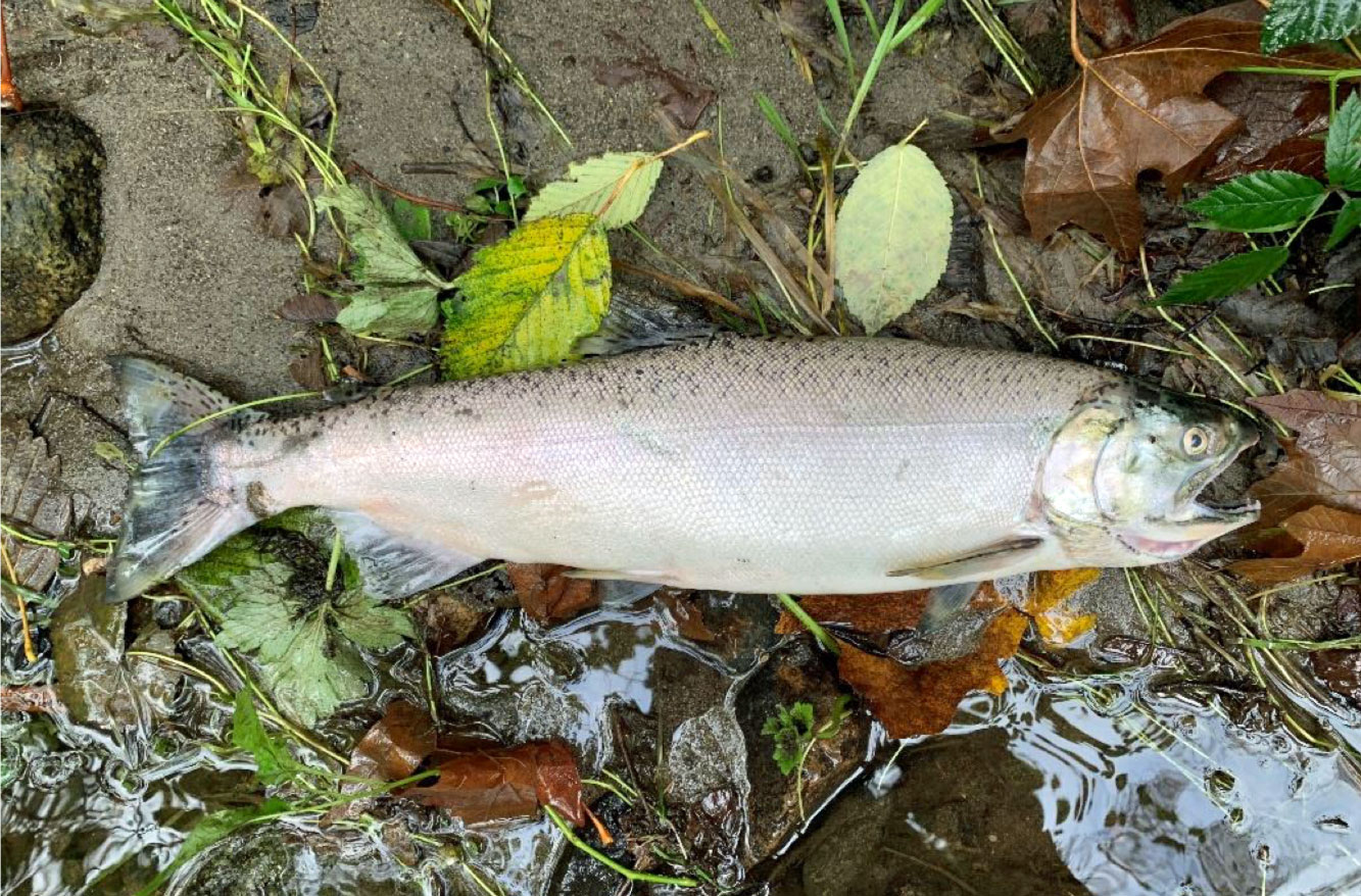 Volunteers needed for Community Salmon Investigation (CSI) for Highline