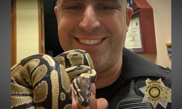 SeaTac Police share ‘hissssterical’ tale of how they recovered a Ball Python snake