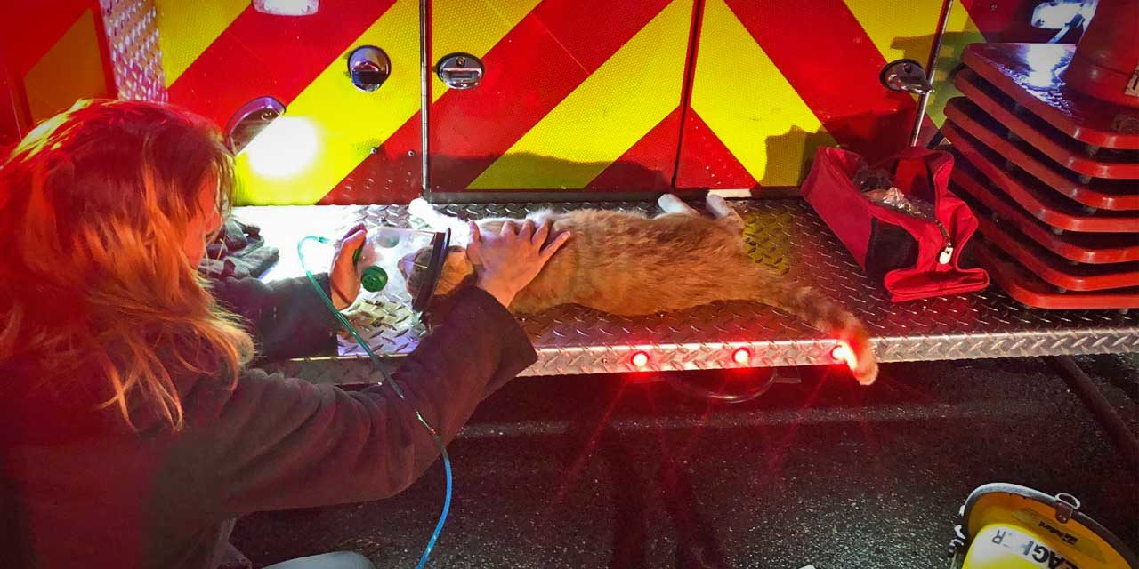 Two cats found in SeaTac house fire given oxygen by firefighters Tuesday morning