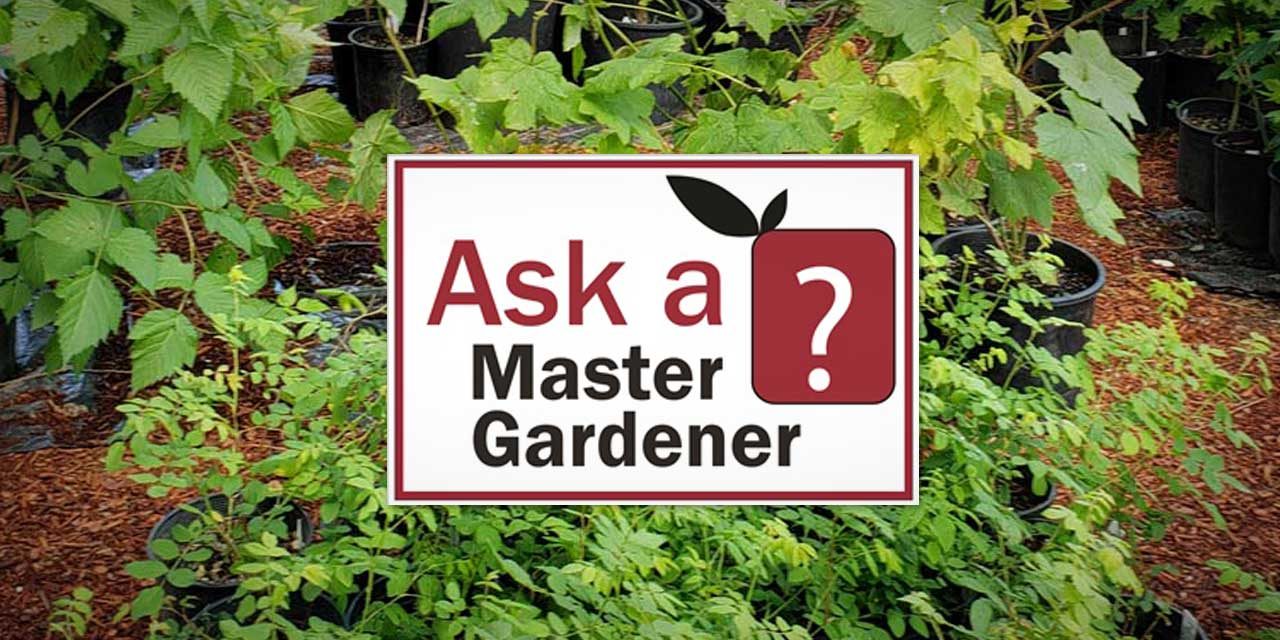 You can now ‘Ask a Master Gardener’ via Video or Email