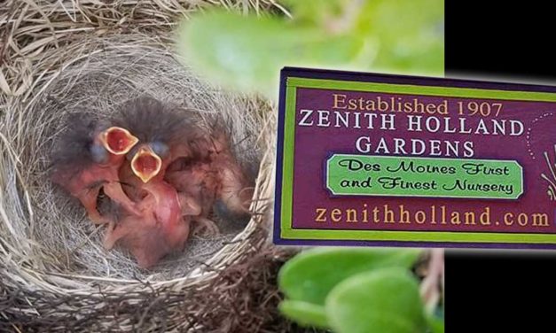 All kinds of Moms LOVE Zenith Holland Nursery, and lots of great new gift ideas are in!