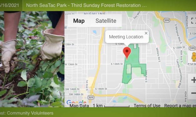 Volunteers needed to help restore North SeaTac Park’s forest on Sunday, May 16