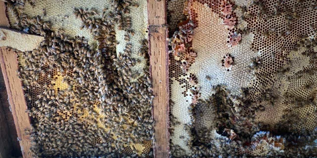 Local beekeeper gets busy removing large, 20-year-old beehive from SeaTac shed