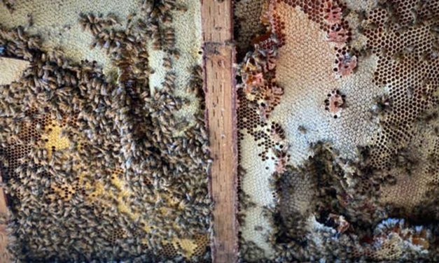 Local beekeeper gets busy removing large, 20-year-old beehive from SeaTac shed