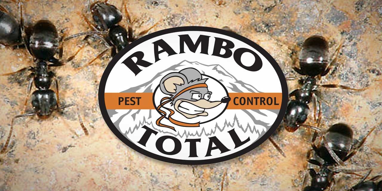 Ants are on the move, and Rambo Total Pest Control can help