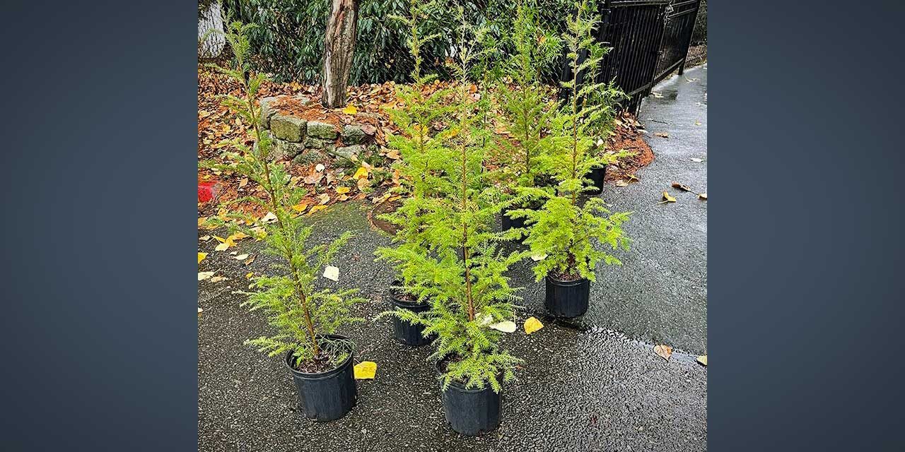 Here’s how you can get a free tree from the City of SeaTac