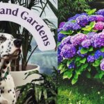 Zenith Holland Gardens Nursery and Gifts is an adventure in Retail Therapy