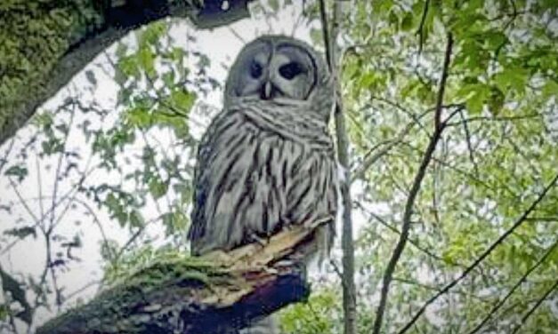 WHO is the aggressive owl in North SeaTac Park? Some tips to protect yourself