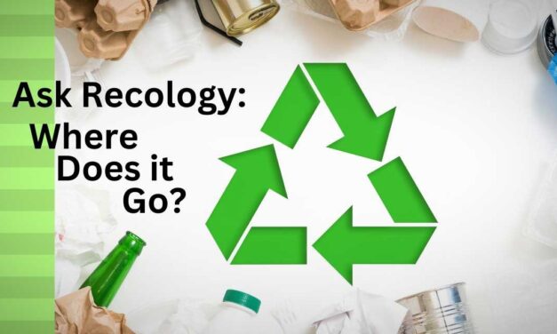 Ask Recology: What happens after my recycling goes into the bin?