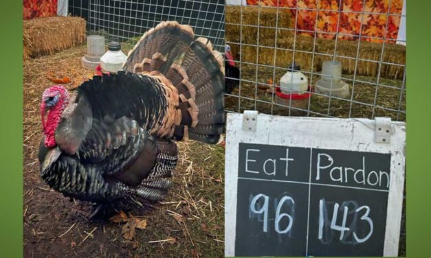 Krull Family’s annual ‘Dinner or Pardon’ turkey food drive will benefit Transform Burien, and has begun in Normandy Park