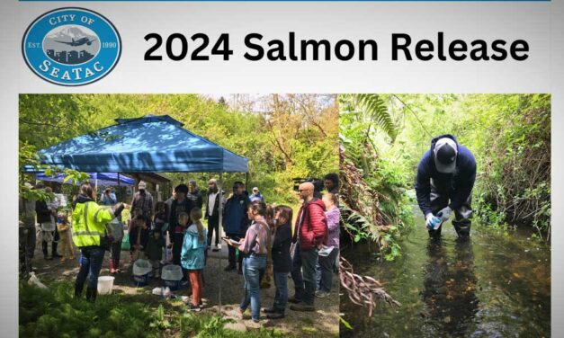 REMINDER: Help release salmon into Des Moines Creek this Saturday morning
