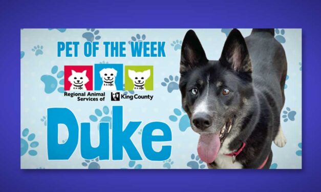 Meet (and adopt) the delightful ‘Duke,’ RASKC’s Pet of the Week
