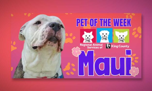 Meet (and adopt) ‘Maui,’ RASKC’s Pet of the Week