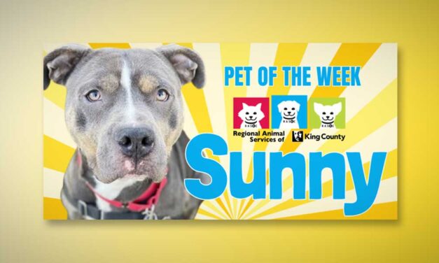 Meet (and adopt!) RASKC’s Pet of the Week ‘Sunny,’ a fun loving, friendly, and happy dog!