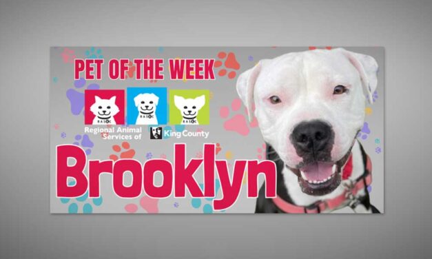 Meet (and adopt) Brooklyn, RASKC’s fun-loving Pet of the Week
