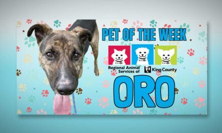 Meet (and adopt) ‘Oro,’ RASKC’s ‘smart guy’ Pet of the Week