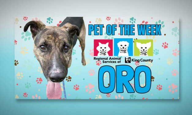 Meet (and adopt) ‘Oro,’ RASKC’s ‘smart guy’ Pet of the Week