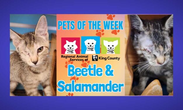 Meet (and adopt) cuddly kittens Beetle and Salamander, RASKC’s Pets of the Week