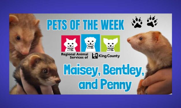 Meet (and adopt) Maisey, Bentley, and Penny, three cute ferret siblings at RASKC!