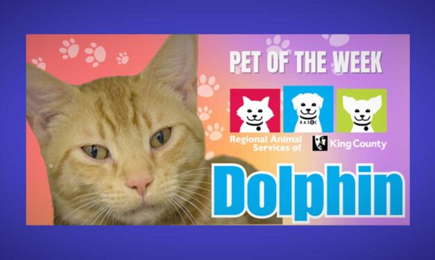 Meet (and adopt) RASKC’s Pet of the Week ‘Dolphin’!