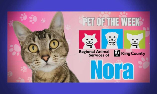 Meet (and adopt) RASKC’s Pet of the Week Nora