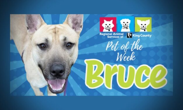 Meet (and adopt) Bruce, RASKC’s Pet of the Week