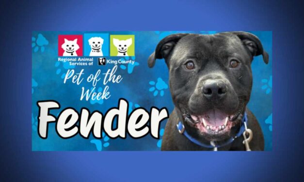 Meet (and adopt) Fender, RASKC’s Pet of the Week