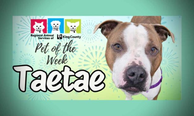 Meet (and adopt) Taetae, RASKC’s Pet of the Week
