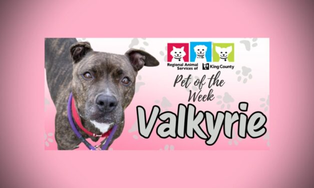Meet (and adopt) Valkyrie, RASKC’s Pet of the Week