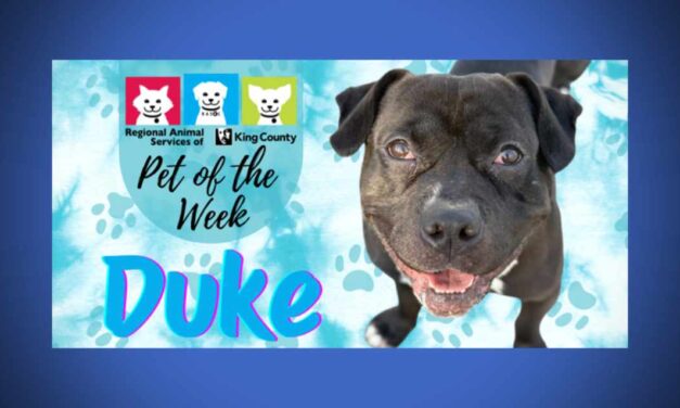 Meet (and adopt) Duke, RASKC’s Pet of the Week