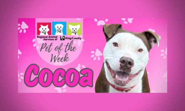 Meet (and adopt) Cocoa, RASKC’s Pet of the Week