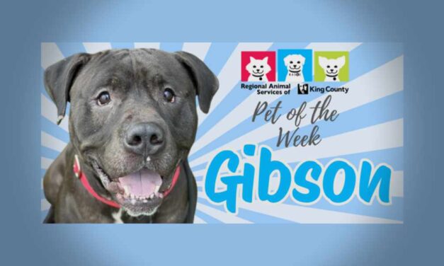 Meet (and adopt) Gibson, RASKC’s Pet of the Week