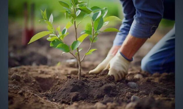 Volunteers needed for tree planting event on Saturday, April 5 at North SeaTac Park