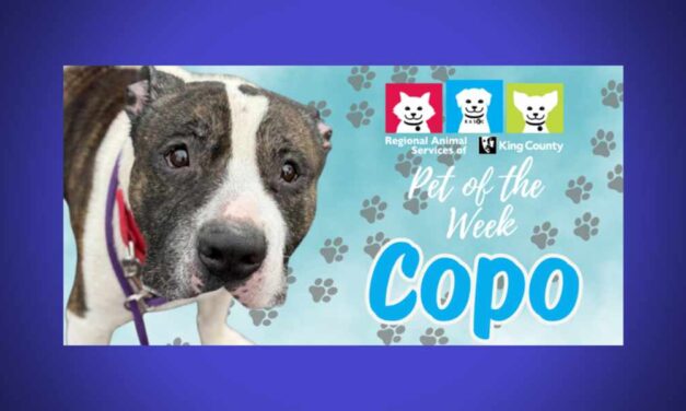 Meet (and adopt) Copo, RASKC’s Pet of the Week