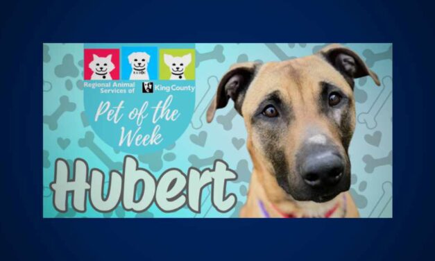 Meet (and adopt) Hubert, RASKC’s Pet of the Week