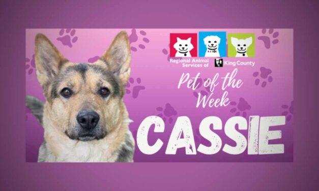 Meet (and adopt) Cassie, RASKC’s Pet of the Week