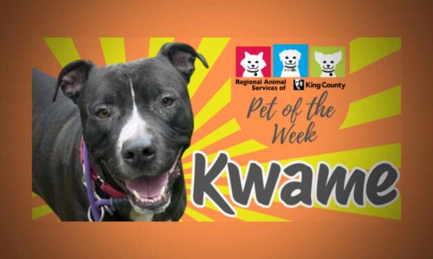 Meet (and adopt) Kwame, RASKC’s Pet of the Week