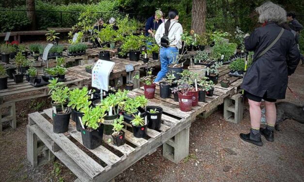 Highline SeaTac Botanical Garden to host annual Plant Sale with live music on Saturday, May 31