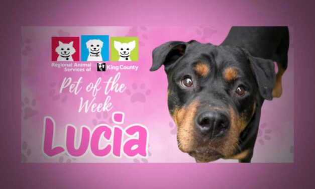 Meet (and adopt) Lucia, RASKC’s Pet of the Week