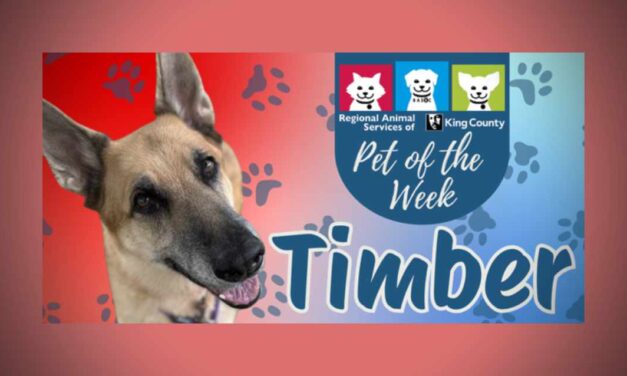 Meet (and adopt) Timber, RASKC’s Pet of the Week