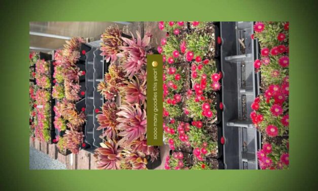Highline SeaTac Botanical Garden’s annual Plant Sale is Saturday, May 30