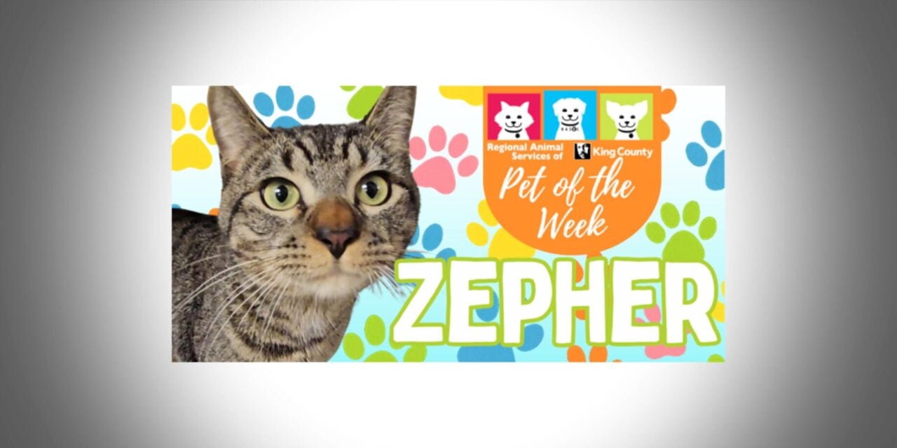 Meet (and adopt) Zepher, RASKC’s Pet of the Week