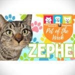 Meet (and adopt) Zepher, RASKC’s Pet of the Week