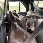 Baaa-ck home again: Troopers return goats found on SR 518 near Sea-Tac Airport