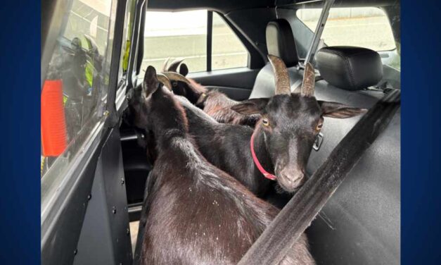 Baaa-ck home again: Troopers return goats found on SR 518 near Sea-Tac Airport