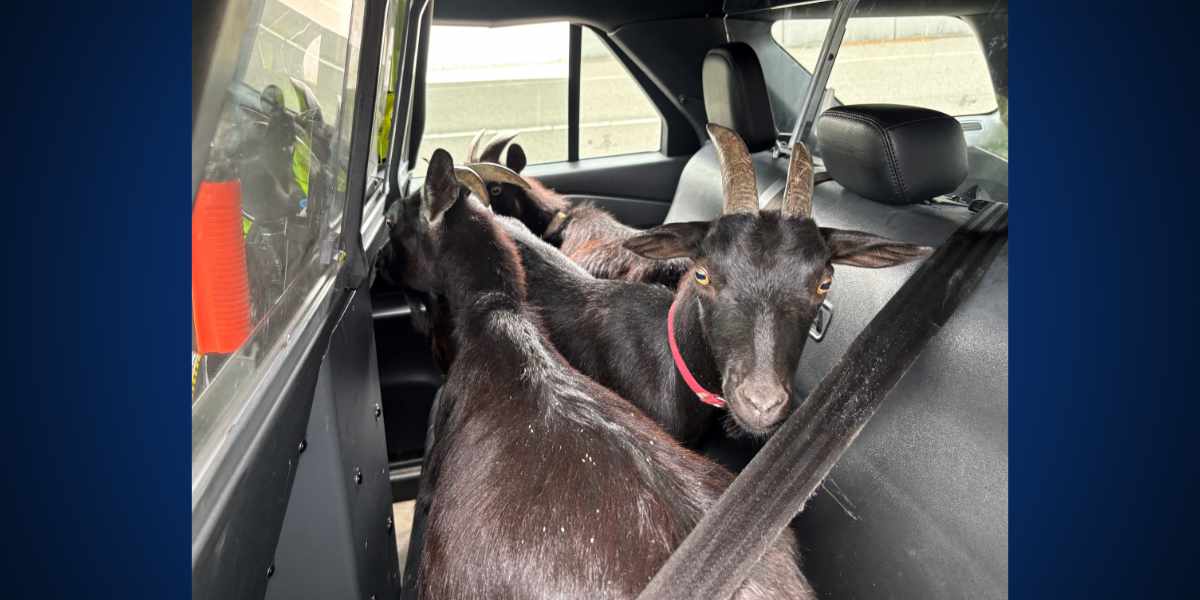 Baaa-ck home again: Troopers return goats found on SR 518 near Sea-Tac Airport
